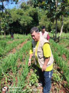 Bawang Purba